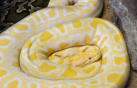 Golden python yellow snake lying on ground / Albino Burmese python