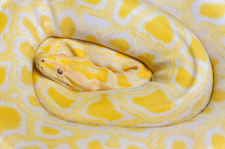 Golden python yellow snake lying texture background / Albino Burmese python
