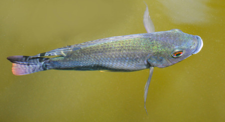 Tilapia fish swimming on surface in the water river live in natural for oxygen in summer day /...