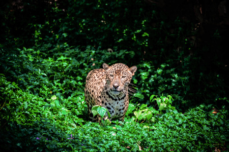 Tiger leopard jaguar animal wildlife hunting / beautiful jaguar walking in jungle looking food stalking follow its prey in the forest national parkの写真素材