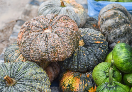 Green pumpkin for sale in the market asiaの写真素材