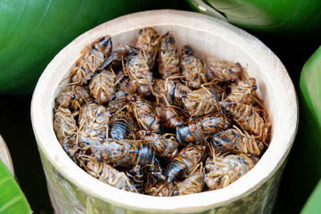 Cicada for food asian style in the bamboo