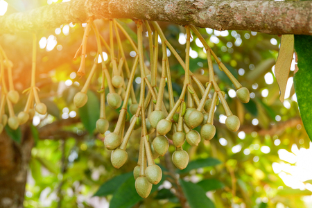 durian bud flower on branch tree in the durian garden fruit tropical fruitの写真素材