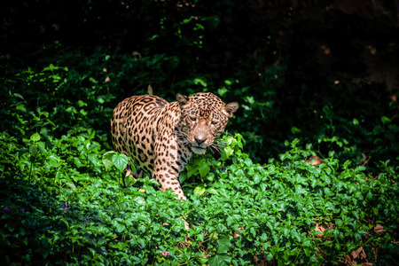Tiger leopard jaguar animal wildlife hunting