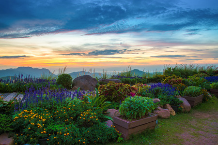The garden colorful plant and flower pathway in the morning sunrise beautiful cloud dramatic sky and mountain backgroundの写真素材