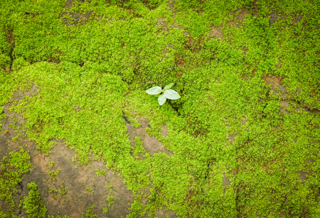 Small plant growing on the rock with green moss in the nature forestの写真素材