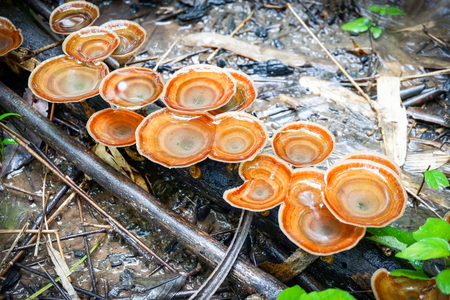 lingzhi mushroom herbal medicine growing on nature forest in the local asia / reishi mushroomの写真素材