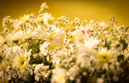 White chrysanthemum flower on yellow tone vintage backgroundの写真素材