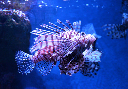 Lion fish swimming underwater aquarium / Pterois volitansの写真素材