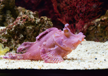 weedy scorpionfish swimming marine life underwater ocean / Rhinopias frondosa leaf scorpion fish