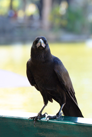 Carrion Crow black bird standing on fence / Corvus coroneの写真素材