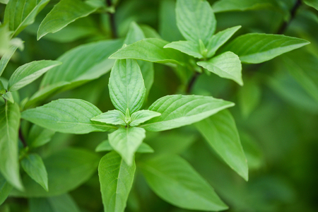 Fresh basil leaves plant tree on nature background / Asian thai green basil leafの写真素材