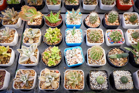 Beautiful cactus in pot various types mix of collection set decorate in the cactus farm garden