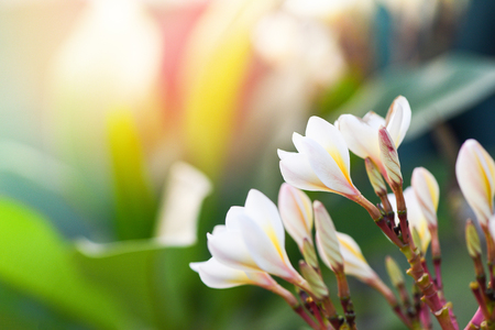Plumeria flower or frangipani plant in the gardenの写真素材