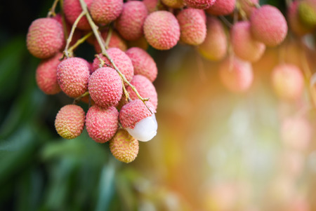 Fresh ripe lychee fruit hang on the lychee tree in the gardenの写真素材