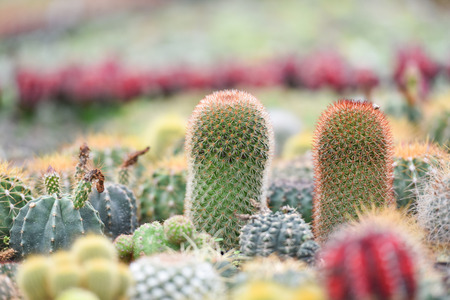 beautiful small cactus pot in the garden farm ornamental plantsの写真素材