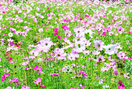 Spring flower pink field / colorful cosmos blooming in the beautiful garden flowersの写真素材