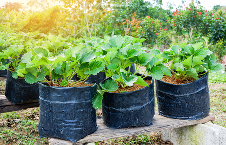 Planting strawberry in pot in the garden farm agricultureの写真素材