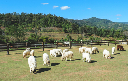 Sheep farm mountain / beautiful countryside farm village sheep grazing grass on green field hill agriculture on summer bright day and blue skyの写真素材