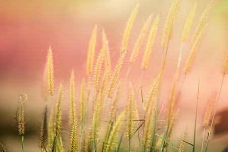 Mission grass flower or Pennisetum pedicellatum grass meadow sunset in the garden / desho ,...