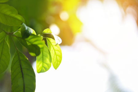 Natural green leaf on blurred sunlight  background in garden ecology fresh leaves tree close up...