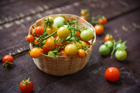 Harvesting fresh tomato with green and ripe red tomatoes in basket on dark wooden background - selective focusの写真素材