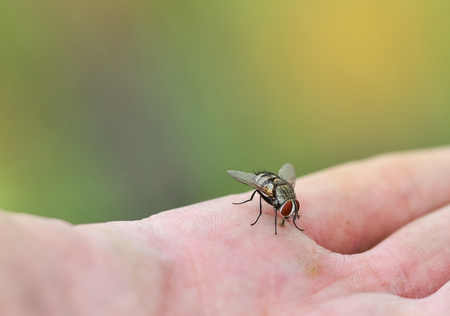 House fly on human skin hand / Close up fly macroの写真素材