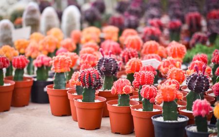 Gymnocalycium cactus colorful red and yellow flowers cactus beautiful in pot planted in the garden nursery farmの写真素材