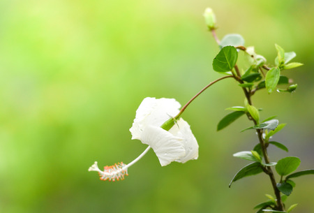 White hibiscus flower with green blur background in the tropical gardenの写真素材
