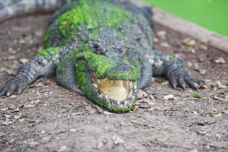 crocodile lying on ground with green aquatic plant on skin alligator - selective focusの写真素材