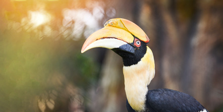 Great Hornbill in the national park / Great indian hornbill beautiful birdの写真素材