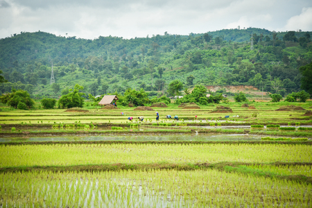 planting rice on rainy season Asian agriculture / The Farmer planting on the organic paddy rice farmlandの写真素材