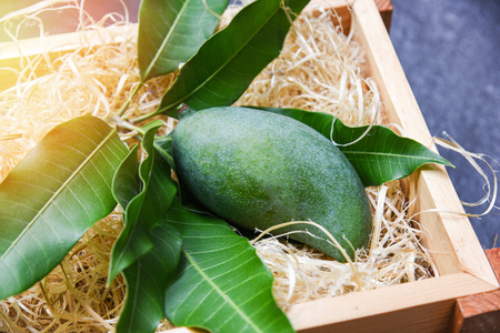 Fresh green mango and green leaves on wooden box / harvest mango raw summer fruitの写真素材