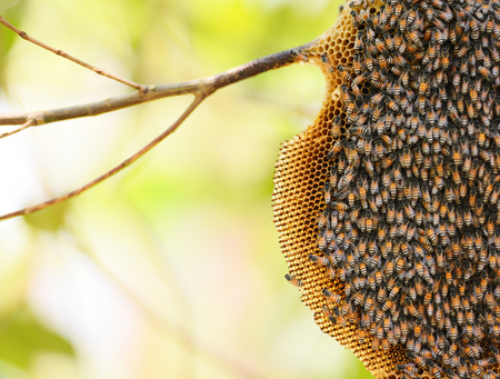 honeycomb on tree nature and swarm honey bee on comb beehive