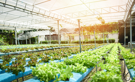 young and fresh green lettuce salad and red oak growing garden hydroponic farm plants on water without soil agriculture outdoors organic for health food / Vegetable hydroponic systemの写真素材