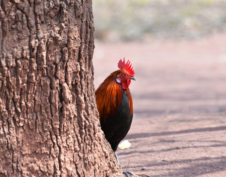 Rooster on field natural background / Bantam cockの写真素材