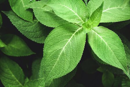 Close up of nature green leaves in the garden with soft focus and blur leaf tree background in the...