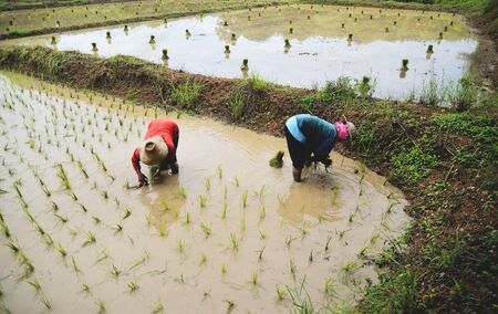 Farmer planting on the organic paddy rice farmland / planting rice on rainy season Asian agricultureの写真素材