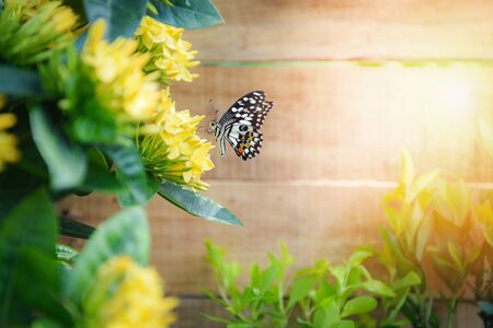 butterfly flower Ixora yellow blooming in the garden wooden background in summer sunny bright day at...