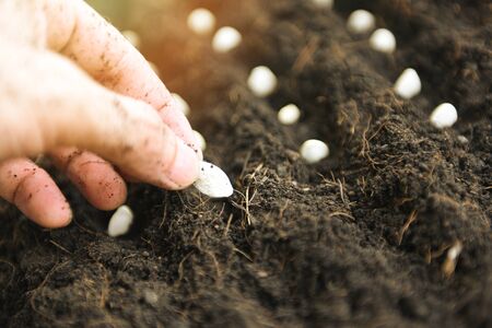 Hand planting pumpkin seed on soil in the vegetable garden agriculture / Gardening works concept - close up , selective focusの写真素材
