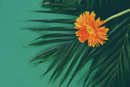 Oreang gerbera flowers on fresh palm leaves tropical plant on green backgroundの写真素材