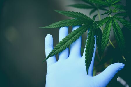 Hand touch Marijuana leaves cannabis plant tree growing on green background / Hemp leaf for extract...