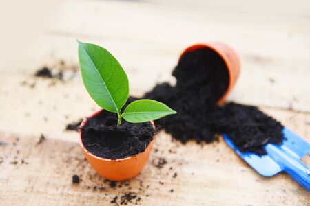 Planting flowers in pot with soil on wooden background / works of gardening tools small plant at...