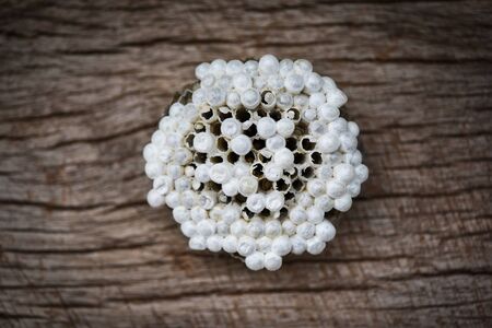 wasp nest or hornet nest with larva on wooden background , top view / Wild insects