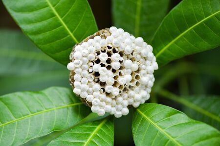 wasp nest on tree nature background or hornet nest on leaves with larva / Wild insectsの写真素材