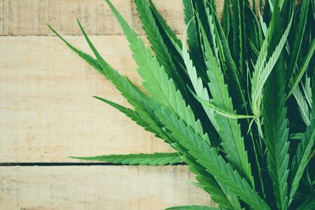 Cannabis leaves Marijuana plant on wooden background / Hemp leaf for extract medical healthcare naturalの写真素材