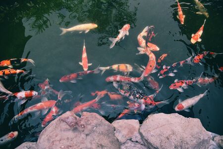 Colorful fancy koi fish on the surface water / beautiful fish carp swimming in the pond garden enjoy feed food floatingの写真素材