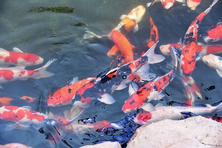 Colorful fancy koi fish on the surface water / beautiful fish carp swimming in the pond garden enjoy feed food floatingの写真素材