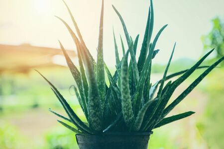 aloe vera plant growing in pot in the garden tropical green plants herbal medicinesの写真素材