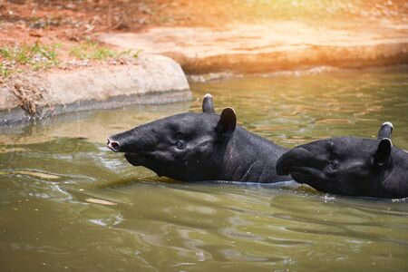 tapir swimming on the water in the wildlife sanctuary / Tapirus terrestris or Malayan Tapirus Indicusの写真素材